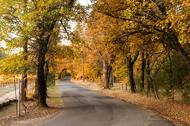 Napa backroad