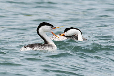 Clarks-Grebe-courtship-051610-2-Clear-Lake.jpg