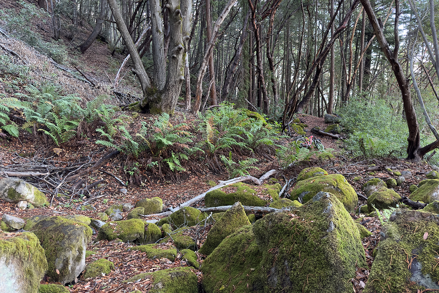 The Appeal of Angwin The Small College Community with a Big Heart