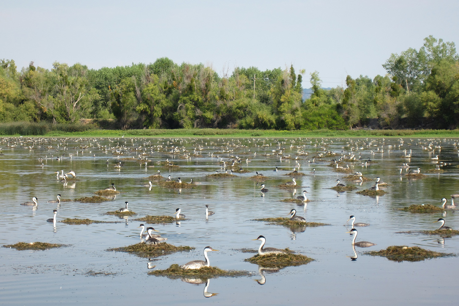 PUC's Biology Department Engages Students to Study the Impact of Rehabilitation of Clear Lake
