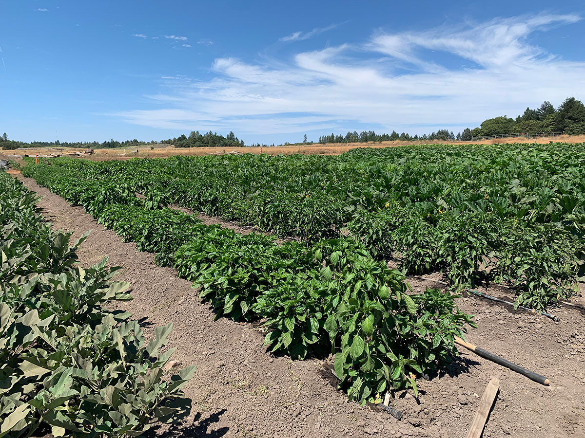 Howell Mountain Farms