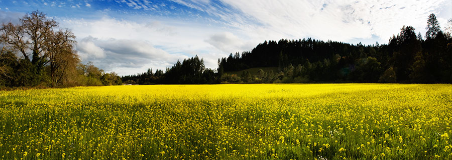 Northern California
