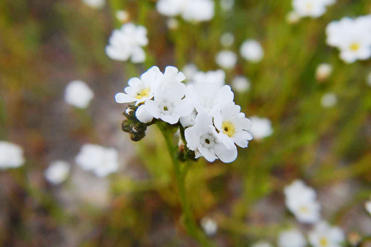 Popcorn-Flower.jpg