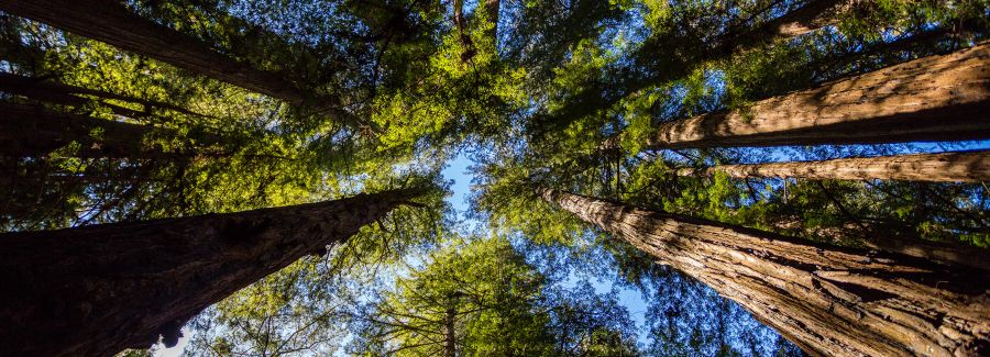Fire Mitigation Fund