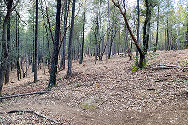 Calfire Firewise $5M Cal Fire Grant Awarded to Napa Firewise for Forest Restoration in ...